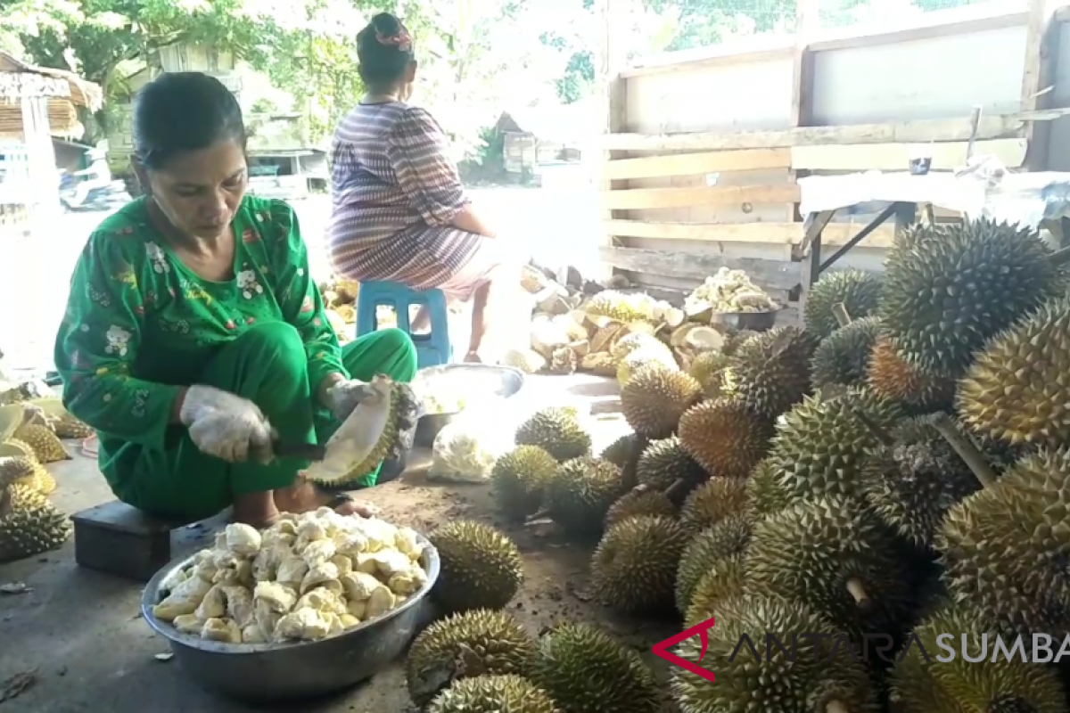 CV Ratu Buah di Padang Pariaman produksi durian kemasan satu ton perhari (Video)
