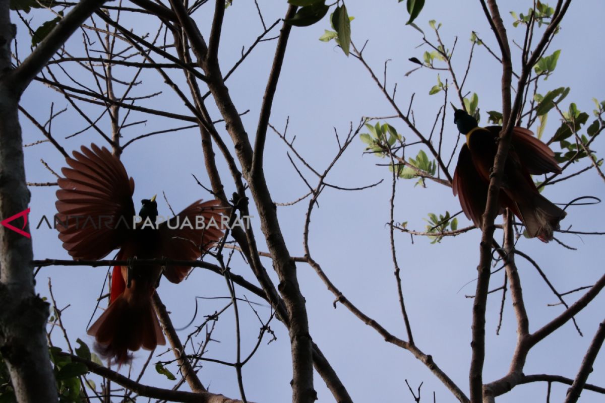 Mengintip kemunculan si pemalu cenderawasih di habitat aslinya