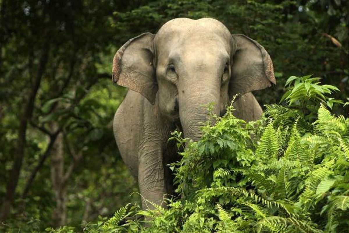 Seorang lansia tewas menggenaskan diamuk gajah liar