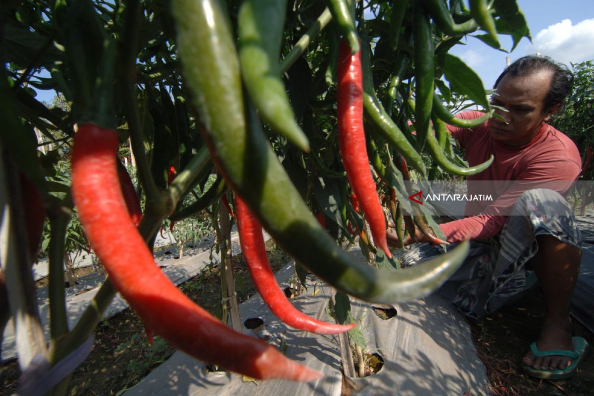 Harga Cabai Merah Naik