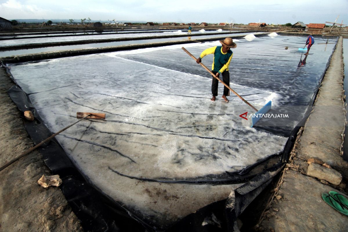 Stok Garam Petani di Pamekasan 771,00 Ton