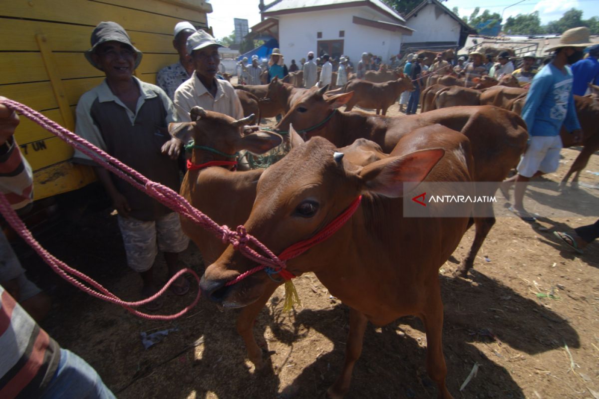 Pemkab Bangkalan Tingkatkan Populasi Sapi dengan Upsus-Siwab