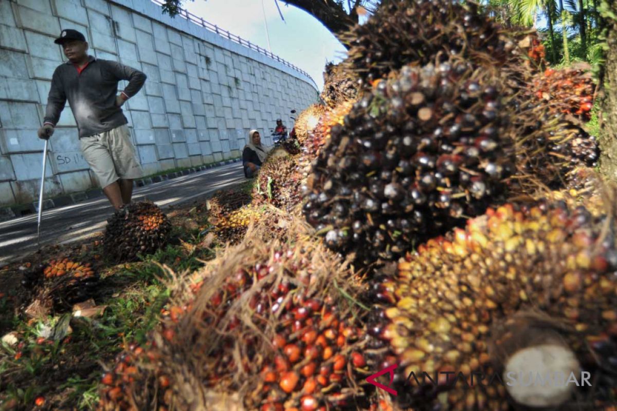 Industri sawit mencoba bertahan dalam tekanan internasional