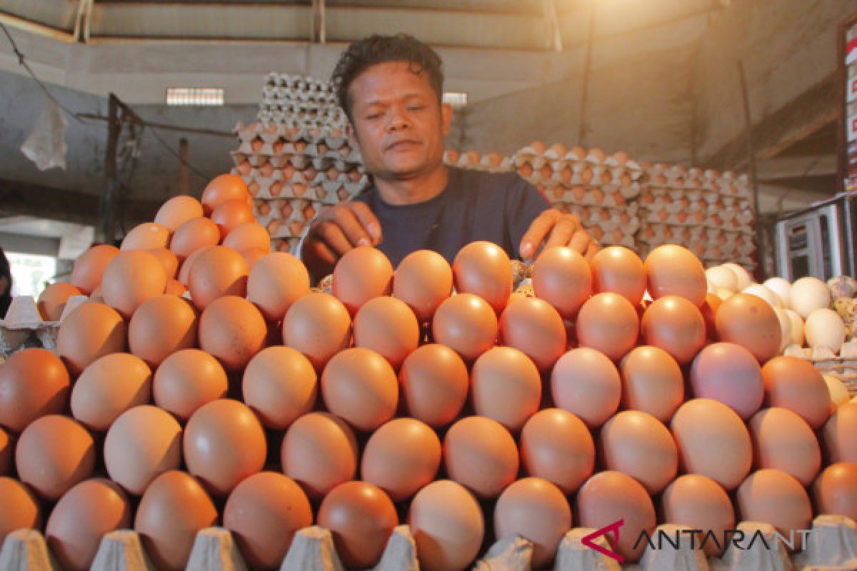 Harga telur mulai berangsur turun