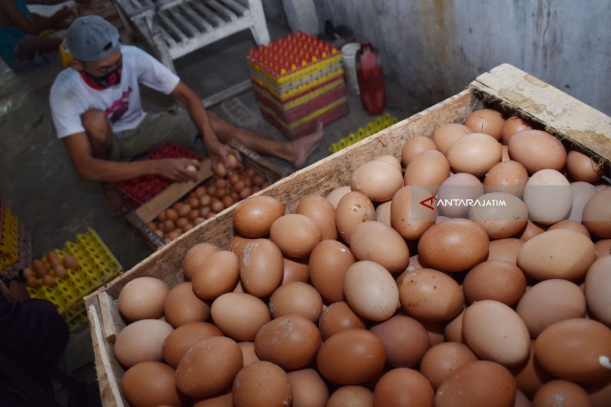 Harga telur ayam ras di Ternate kembali normal