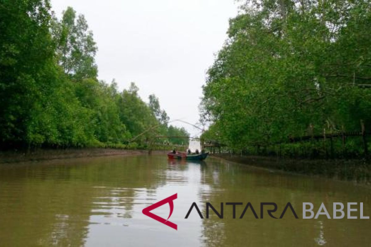 Kurau, lokasi asyik untuk edukasi mangrove