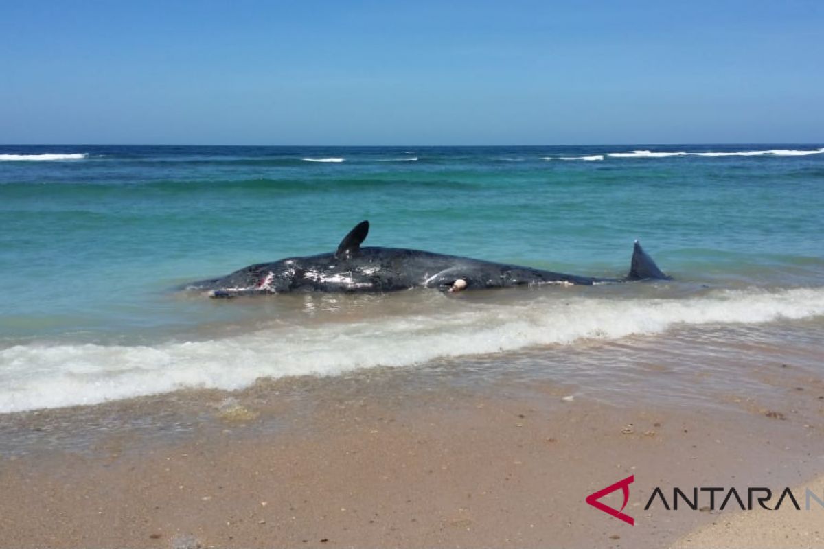 Paus sperma terdampar di pantai Pulau Sabu