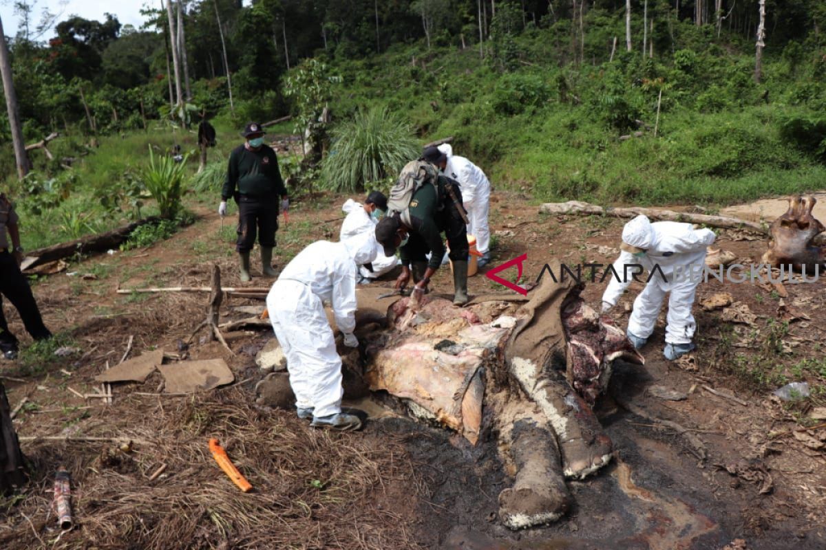 Satu bangkai gajah ditemukan di Mukomuko