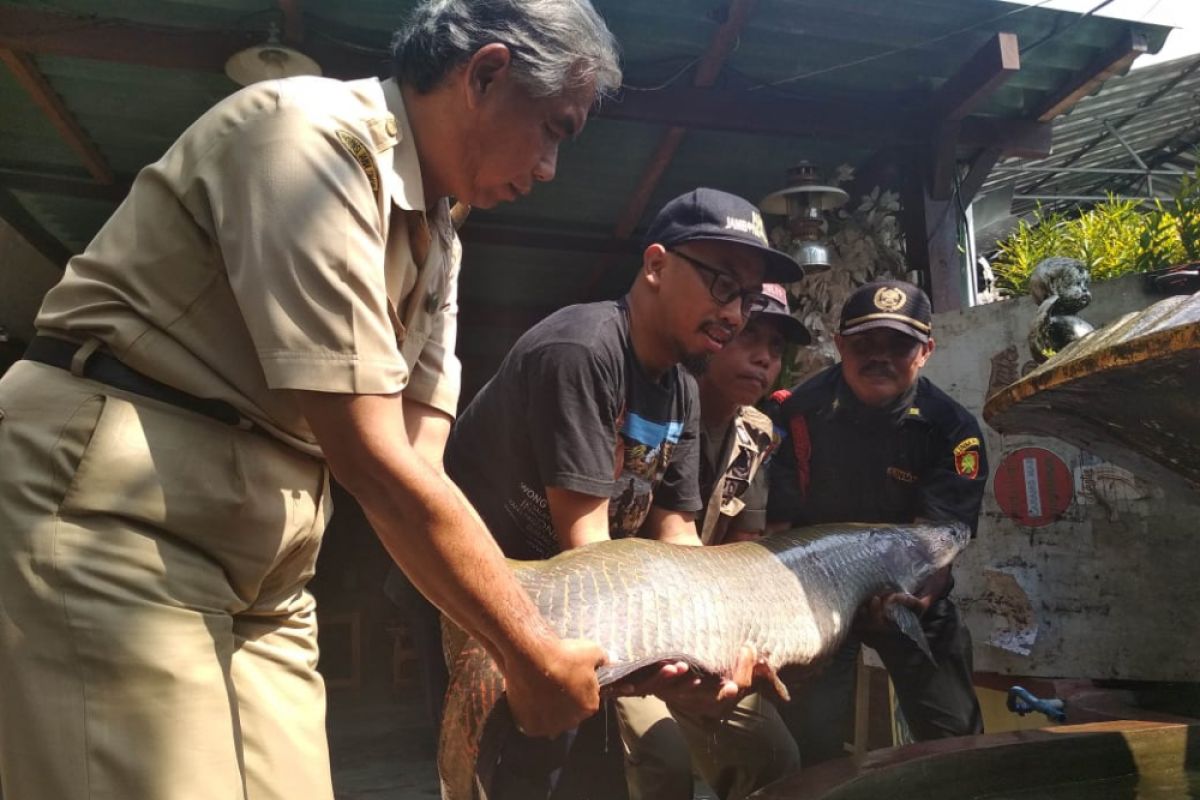 Warga Surabaya Serahkan Temuan Ikan Arapaima Gigas ke BKIPM