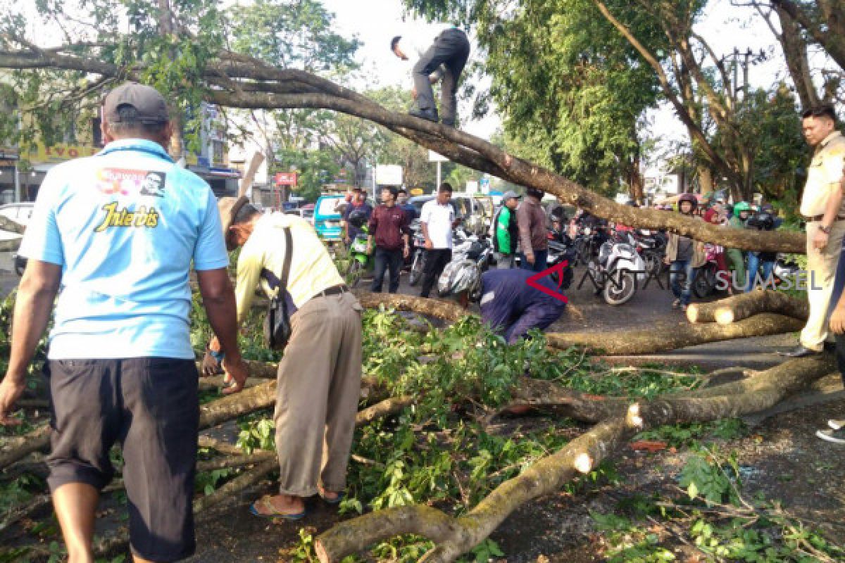 Mobil penumpang rusak parah tertimpa pohon tumbang