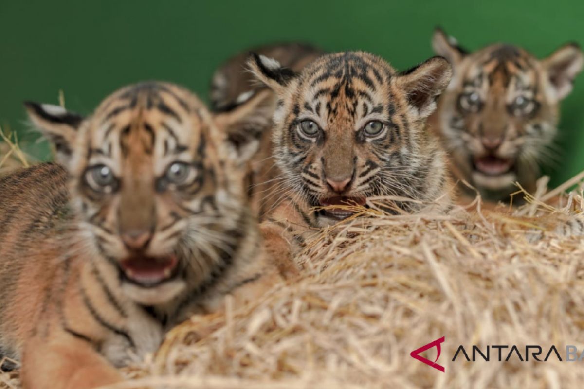 Tiga harimau Sumatera lahir di Bali Zoo