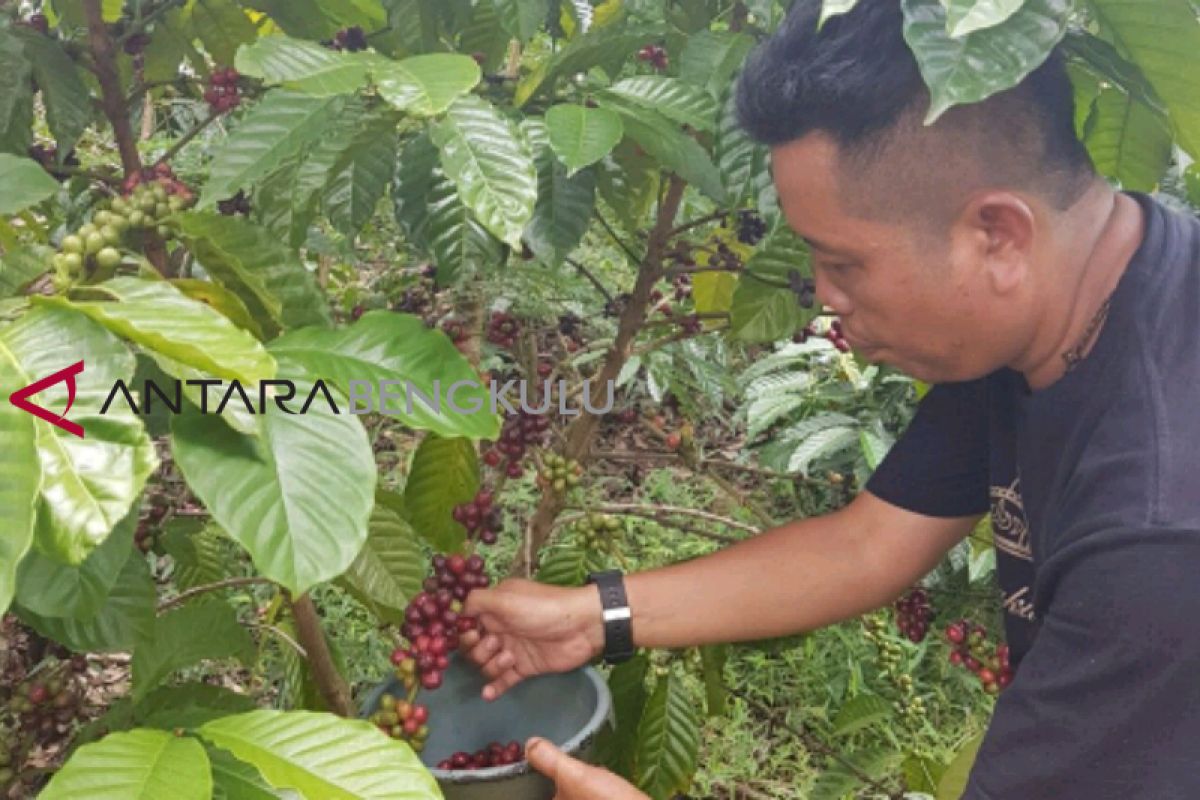 Komunitas kopi ajak petani ubah pola panen