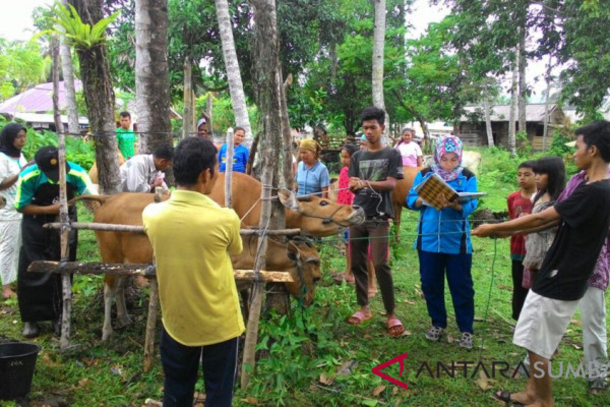 Capaian iseminasi buatan sapi dan kerbau di Pesisir Selatan 4.915 sepanjang 2018