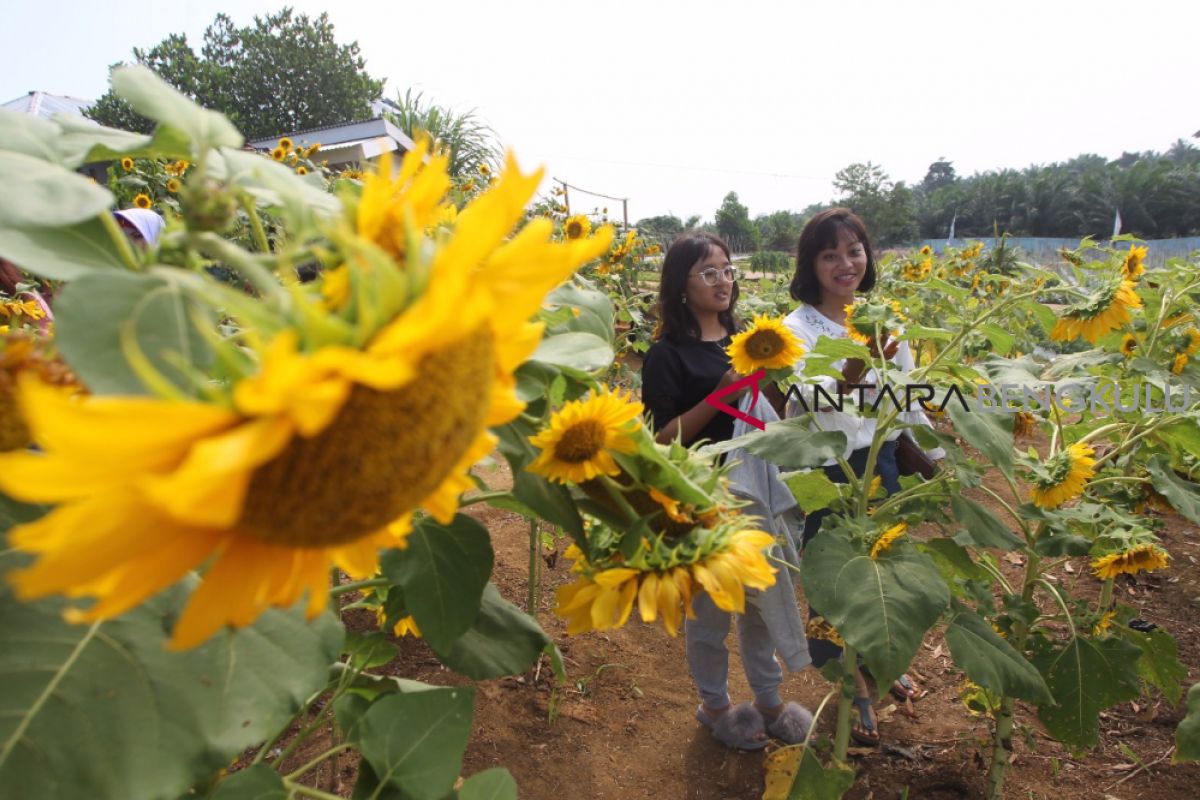 Menengok agrowisata pertanian edukatif di Bengkulu Selatan