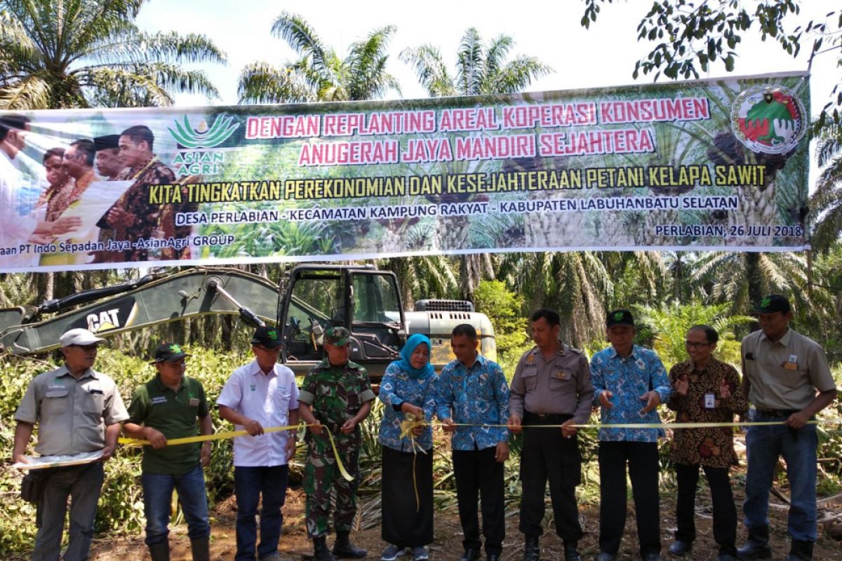 Asian Agri replanting sawit petani Labuhanbatu Selatan