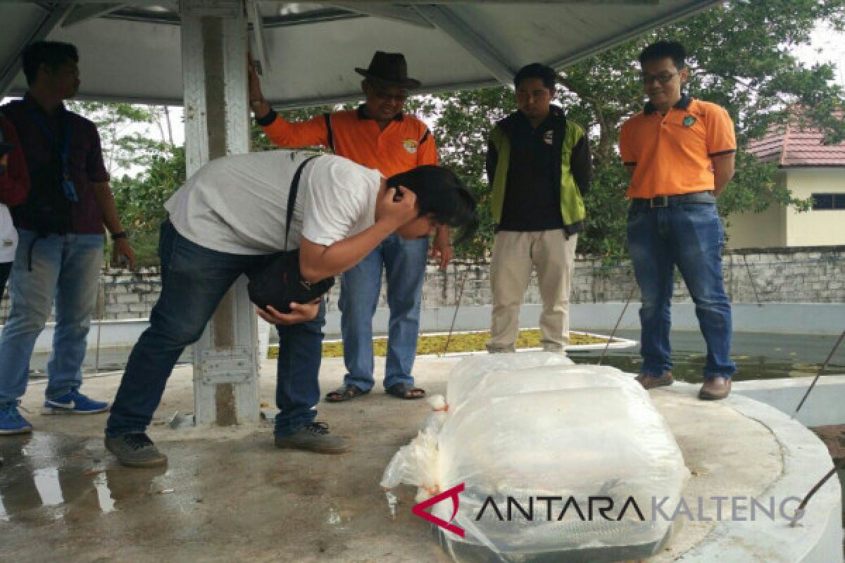 Ini penyebab budidaya jelawat di Kotim belum optimal