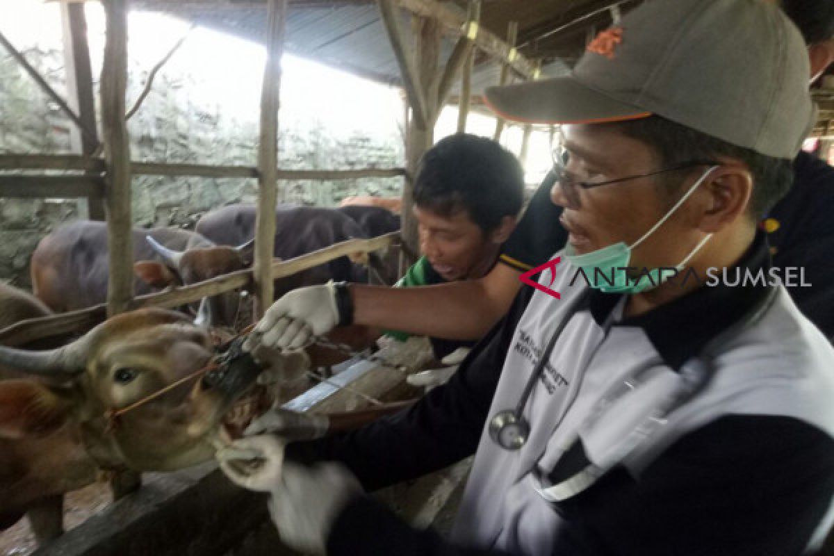 Sebagian warga enggan beli sapi di jalanan