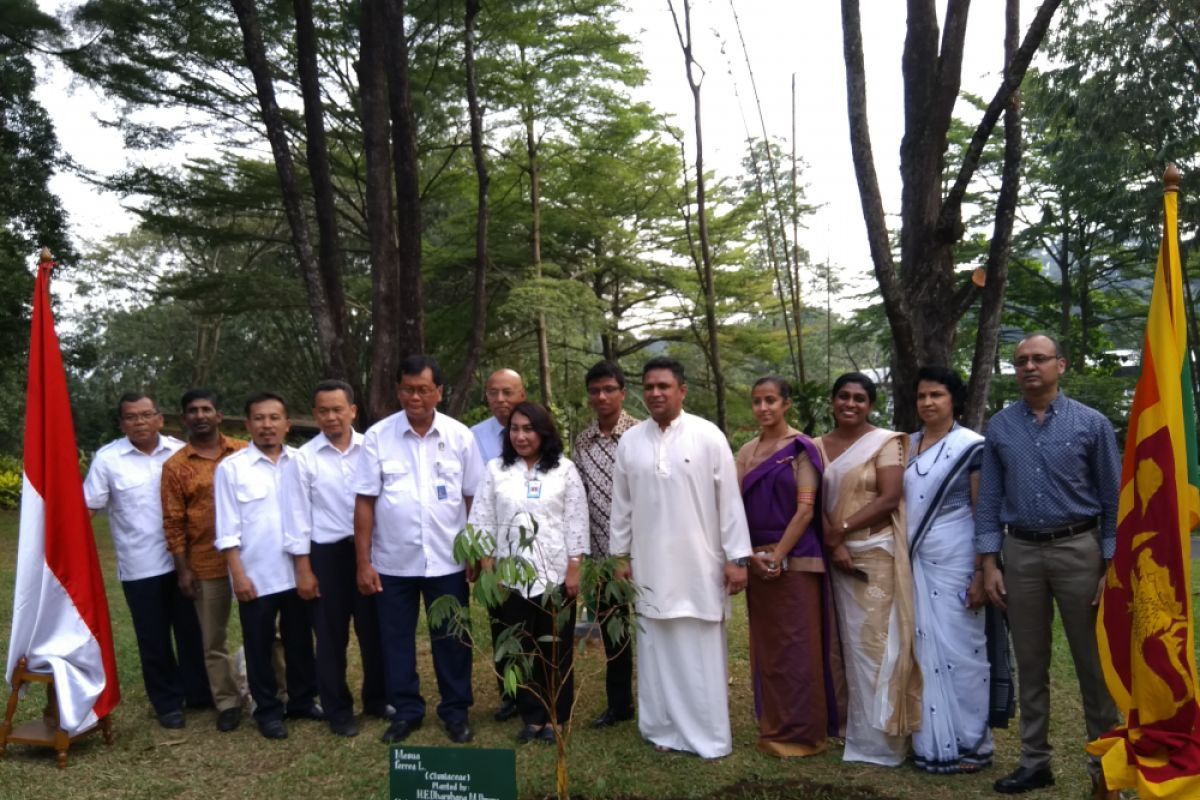 LIPI bantu lestarikan pohon nasional Sri Lanka