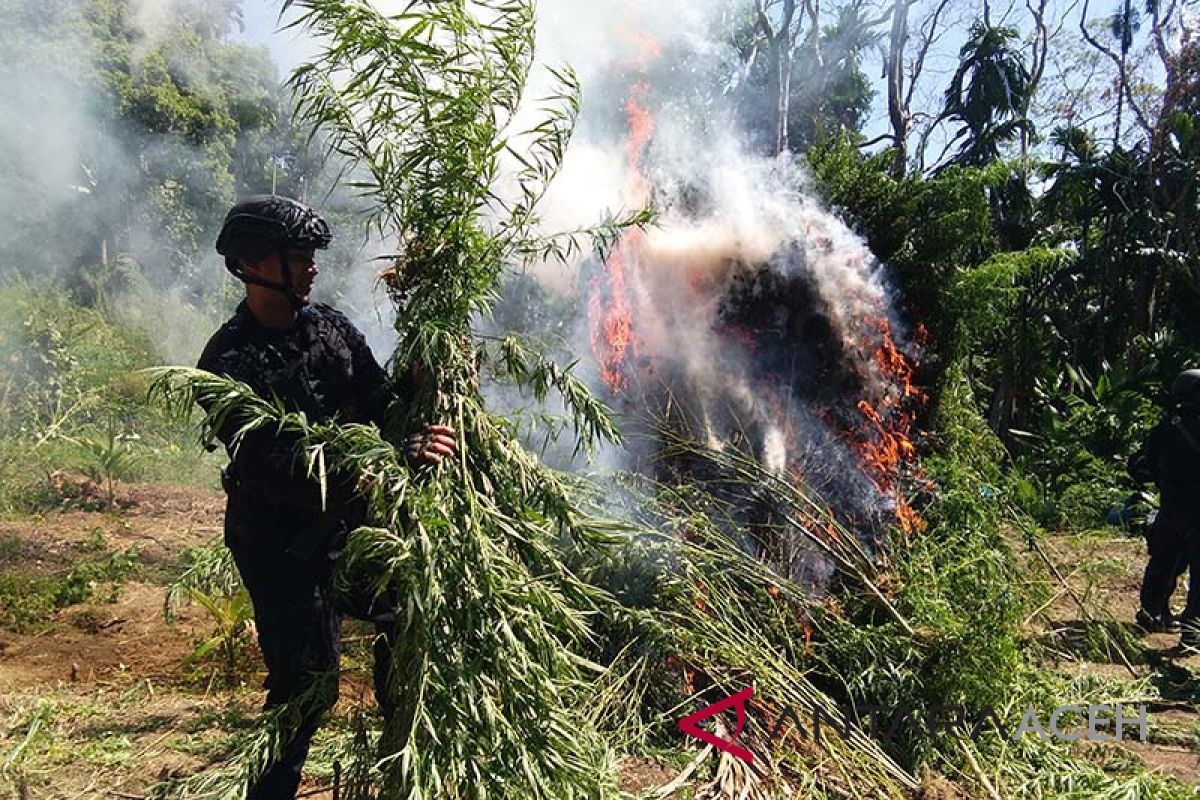 Polisi musnahkan ladang ganja di pedalaman Aceh Utara