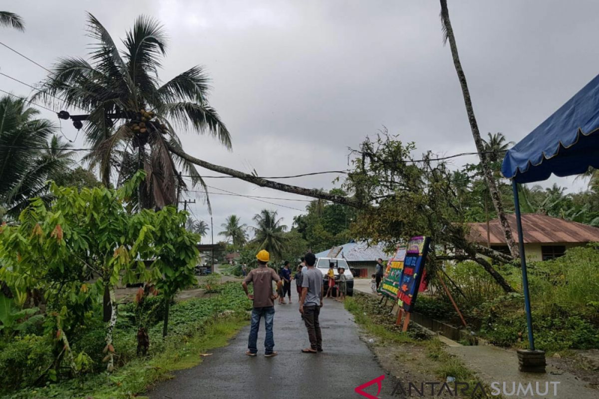 Sejumlah jaringan PLN rusak tertimpa pohon