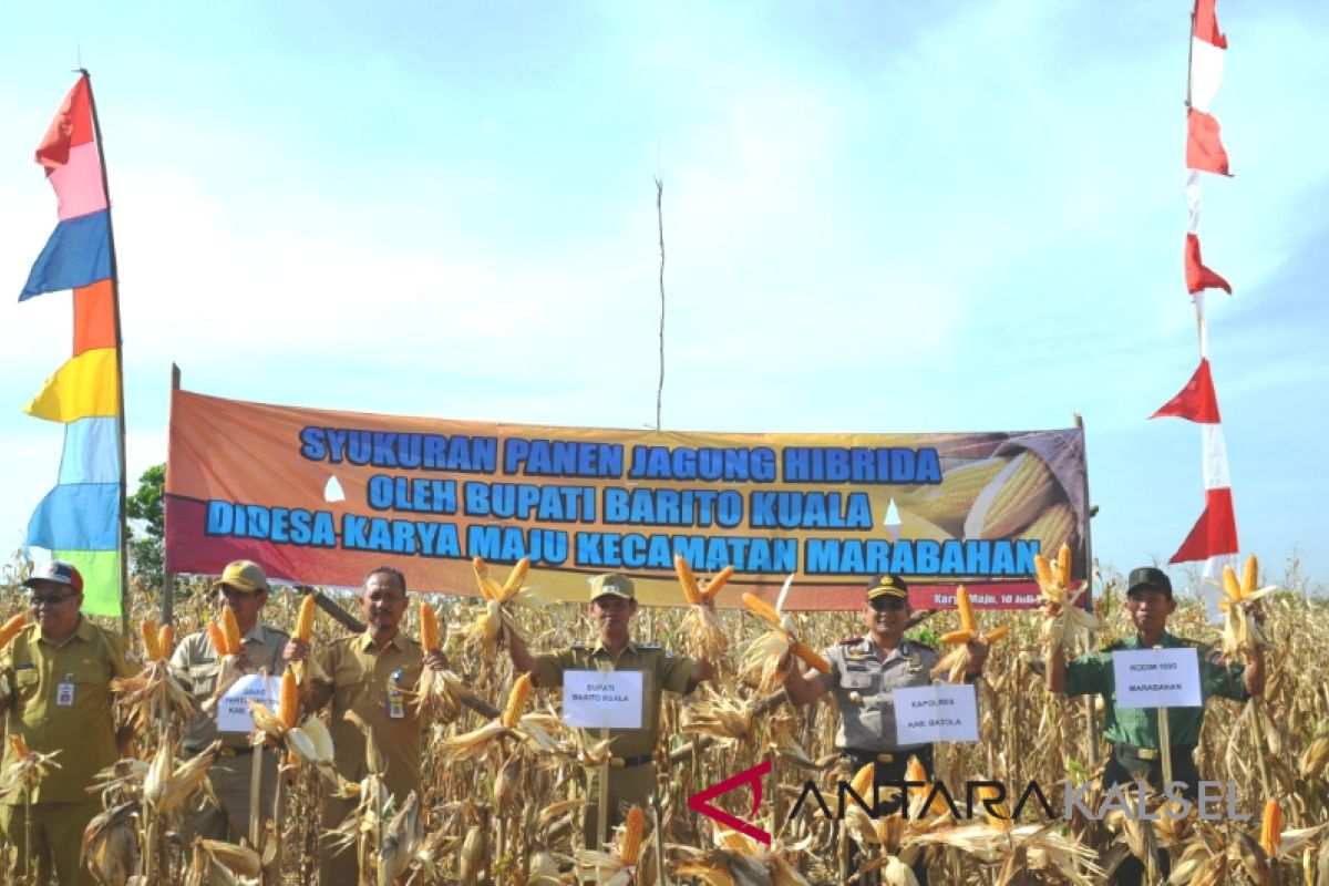 Petani Batola panen jagung hibrida 10 hektare