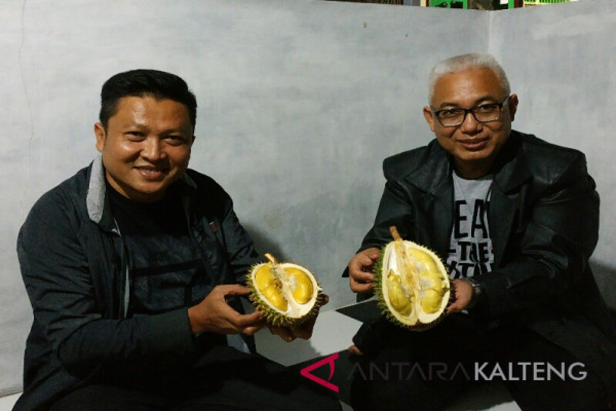 Pantas saja durian khas Kotim makin diburu, ternyata ini alasannya