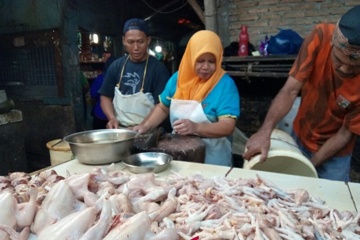 Ayam boiler langka di Pematangsiantar