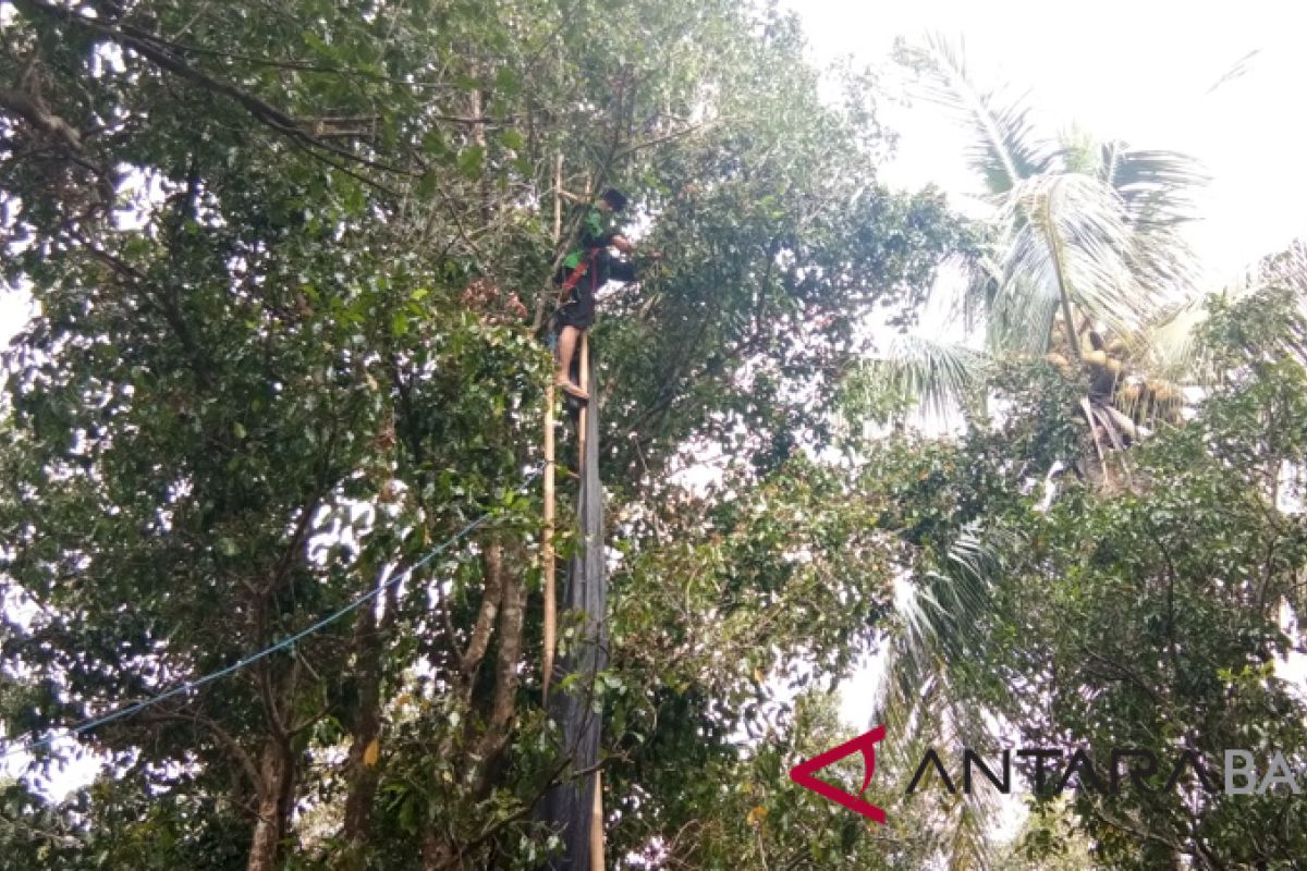 Petani cengkih di Buleleng panen raya