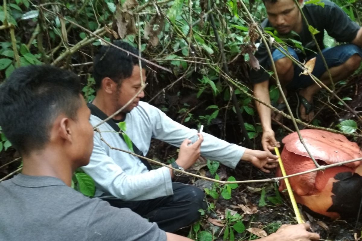 Warga Agam temukan Raflesia di kebun (video)