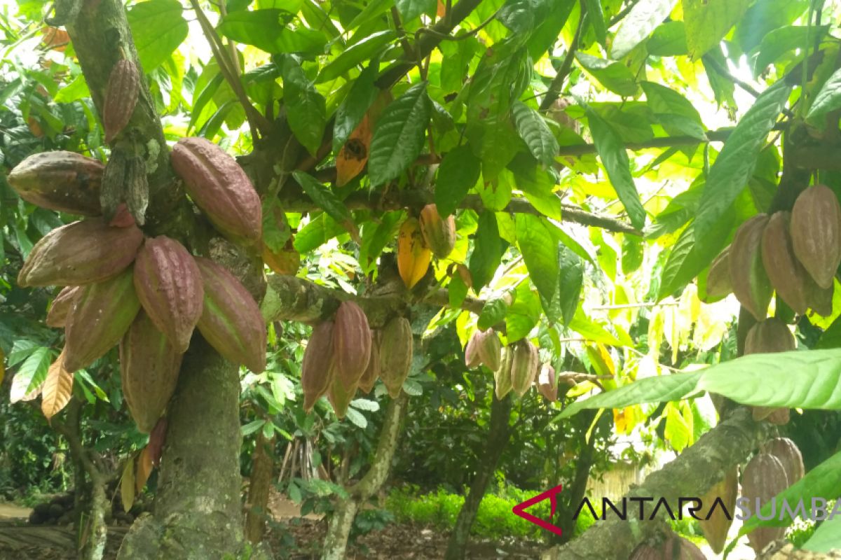 Buah membusuk, petani Limapuluh Kota harapkan penyuluhan cara budidaya kakao