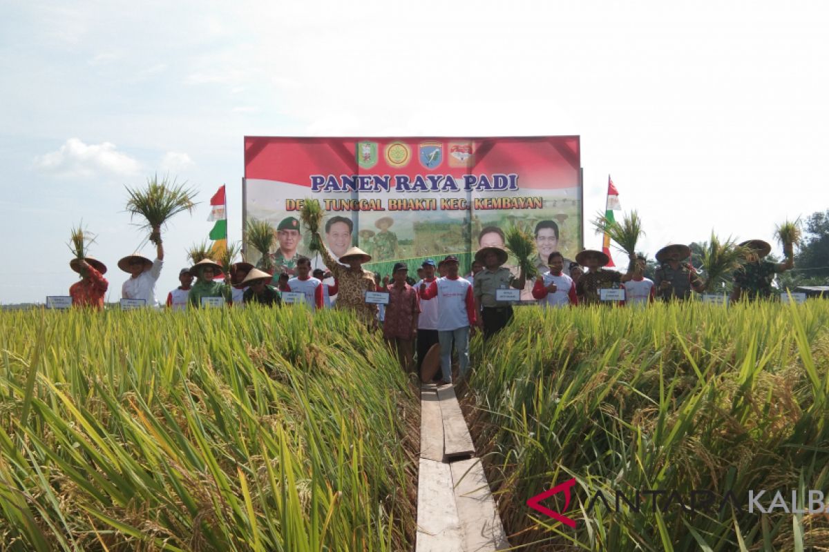 Panen padi petani Tunggal Bhakti Sanggau diatas rata-rata