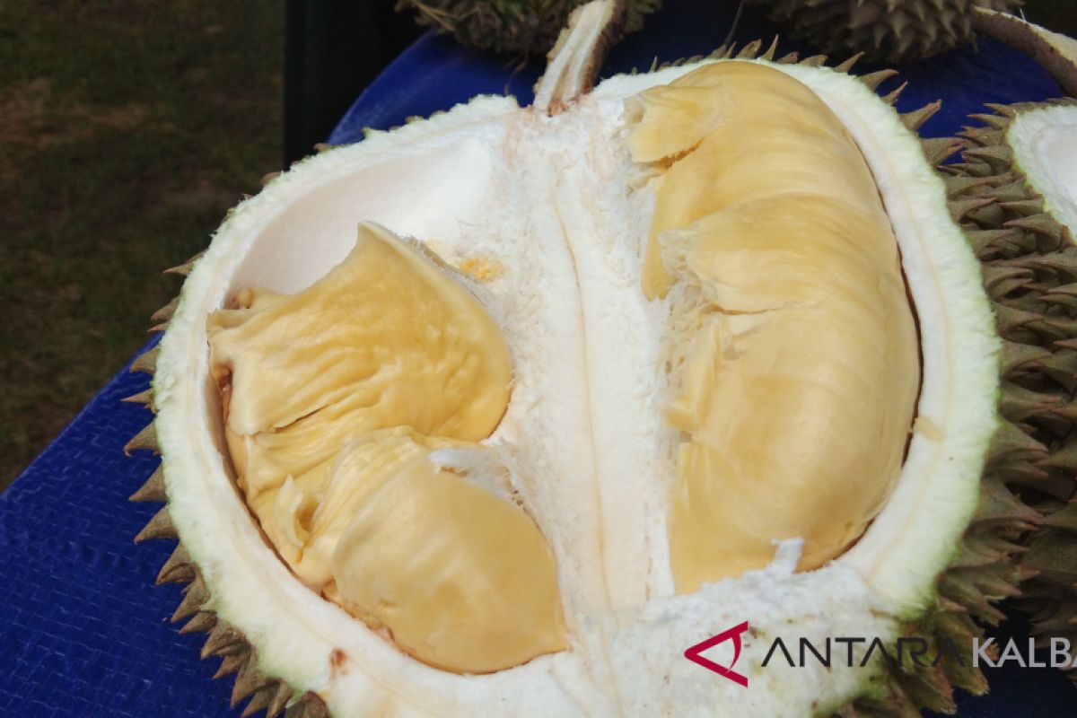 Kontes durian di Sanggau menarik minat wisatawan