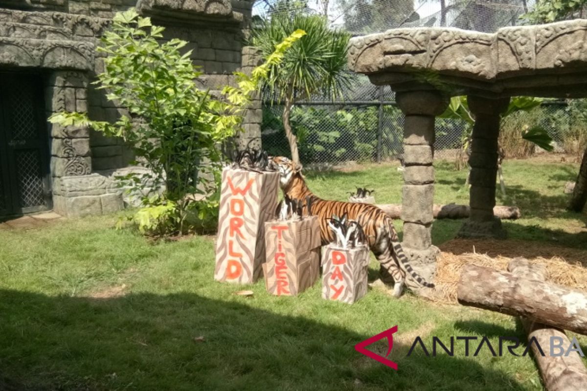 Bali Zoo stimulasi kemampuan berburu harimau kembar tiga (video)