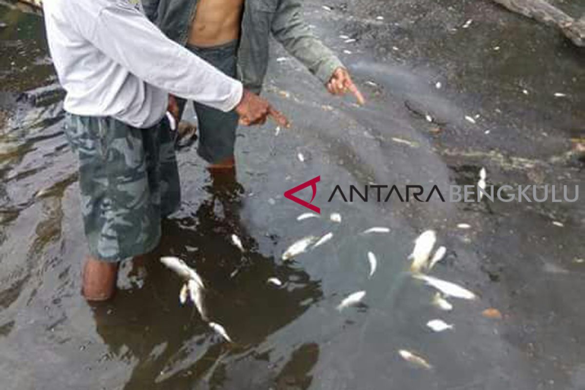 Ikan mati di sungai tercemar limbah pabrik sawit