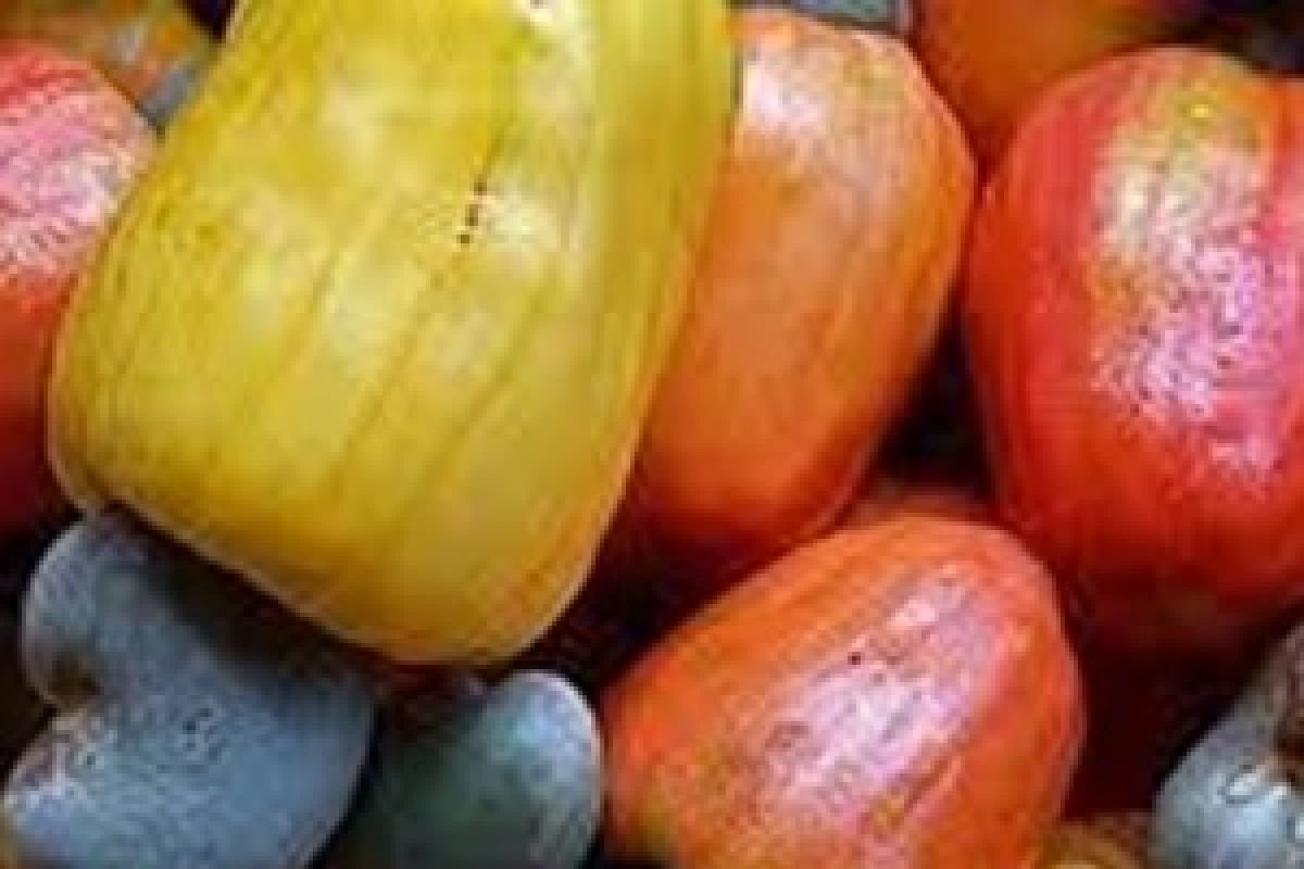 Petani Flores mulai panen jambu mete