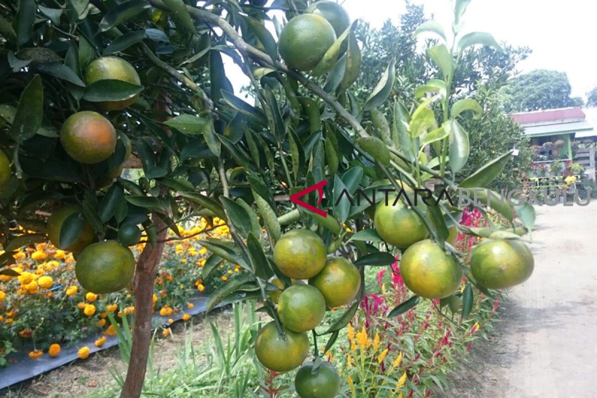 Petani sayuran beralih tanam buah-buahan