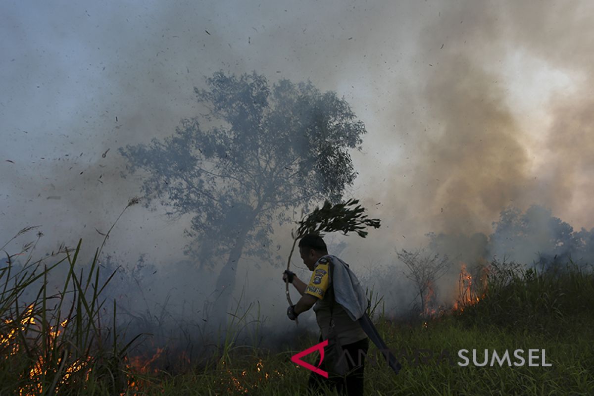 Walhi Sumsel minta adil tindak pembakar lahan