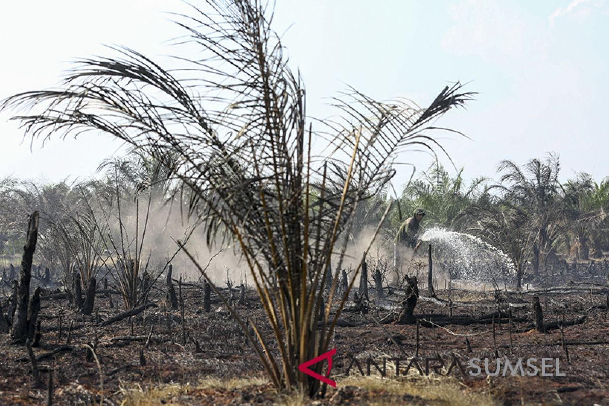 Kebakaran Lahan Gambut Diperkebunan Sawit