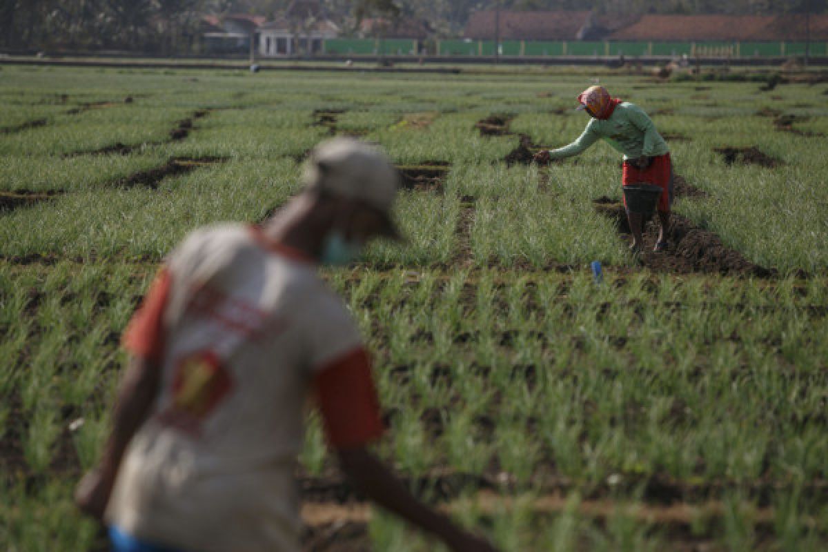 Petani bawang merah Gunung Kidul kesulitan air untuk sirami tanaman