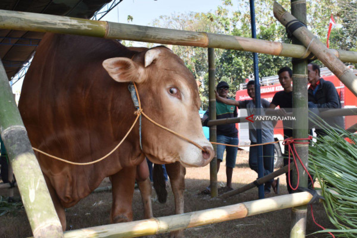 Populasi Ternak di Kabupaten Madiun Terus Meningkat