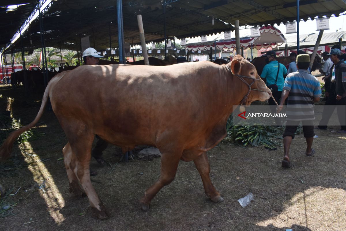 Kabupaten Madiun Butuh 20.000 Hewan Kurban