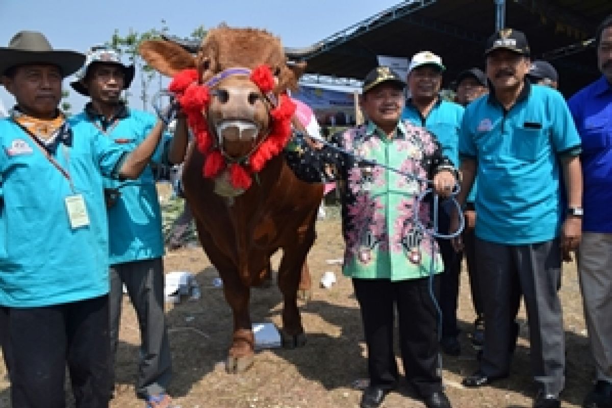 Bupati Madiun Tawarkan Sapi Juara Kontes ke Jokowi untuk Hewan Kurban