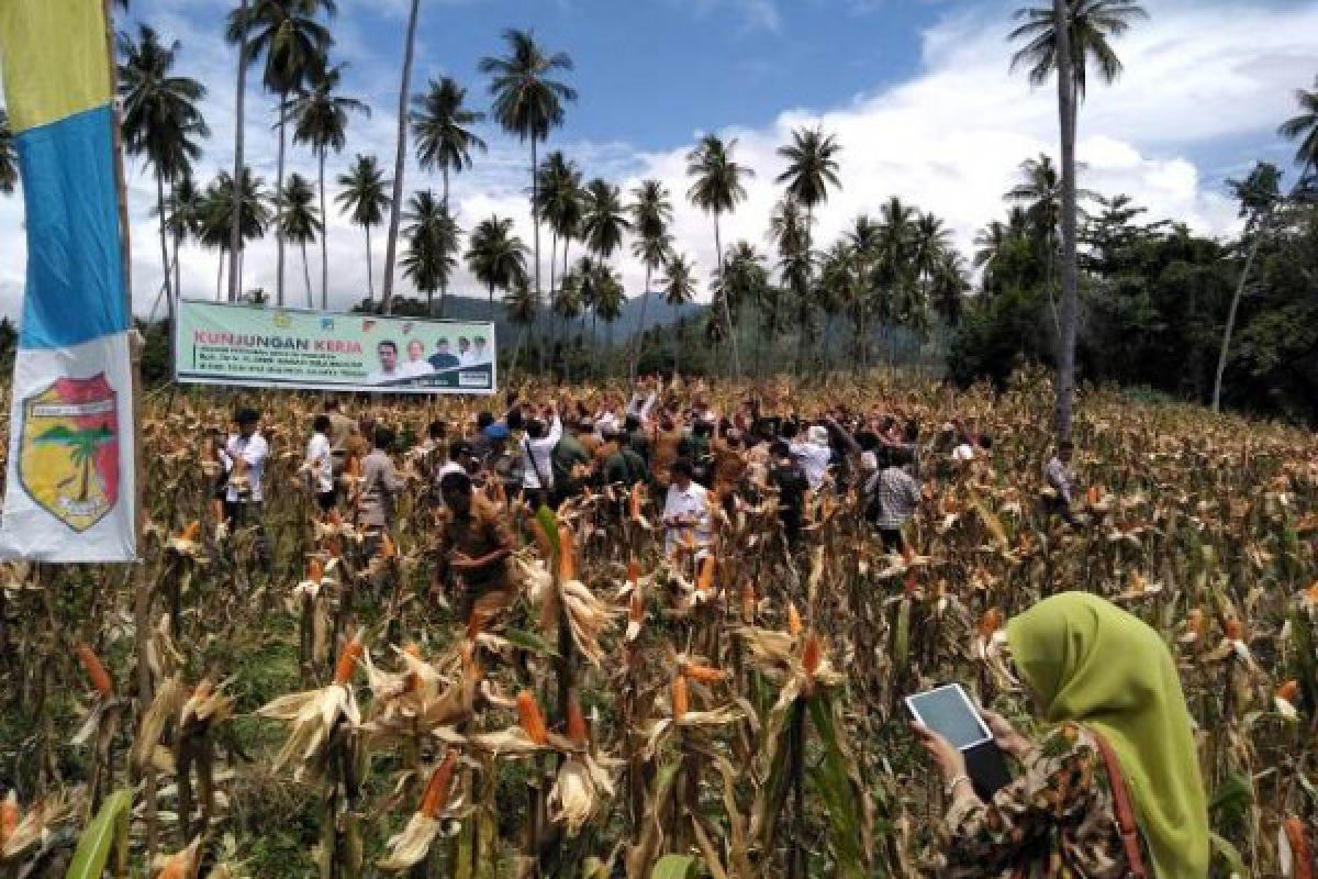 Menteri Pertanian panen jagung di Tojo Unauna