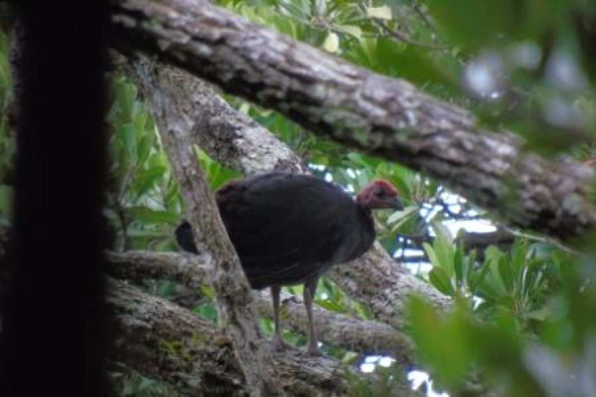 Burung Maleo Waigeo Raja Ampat Terancam Punah