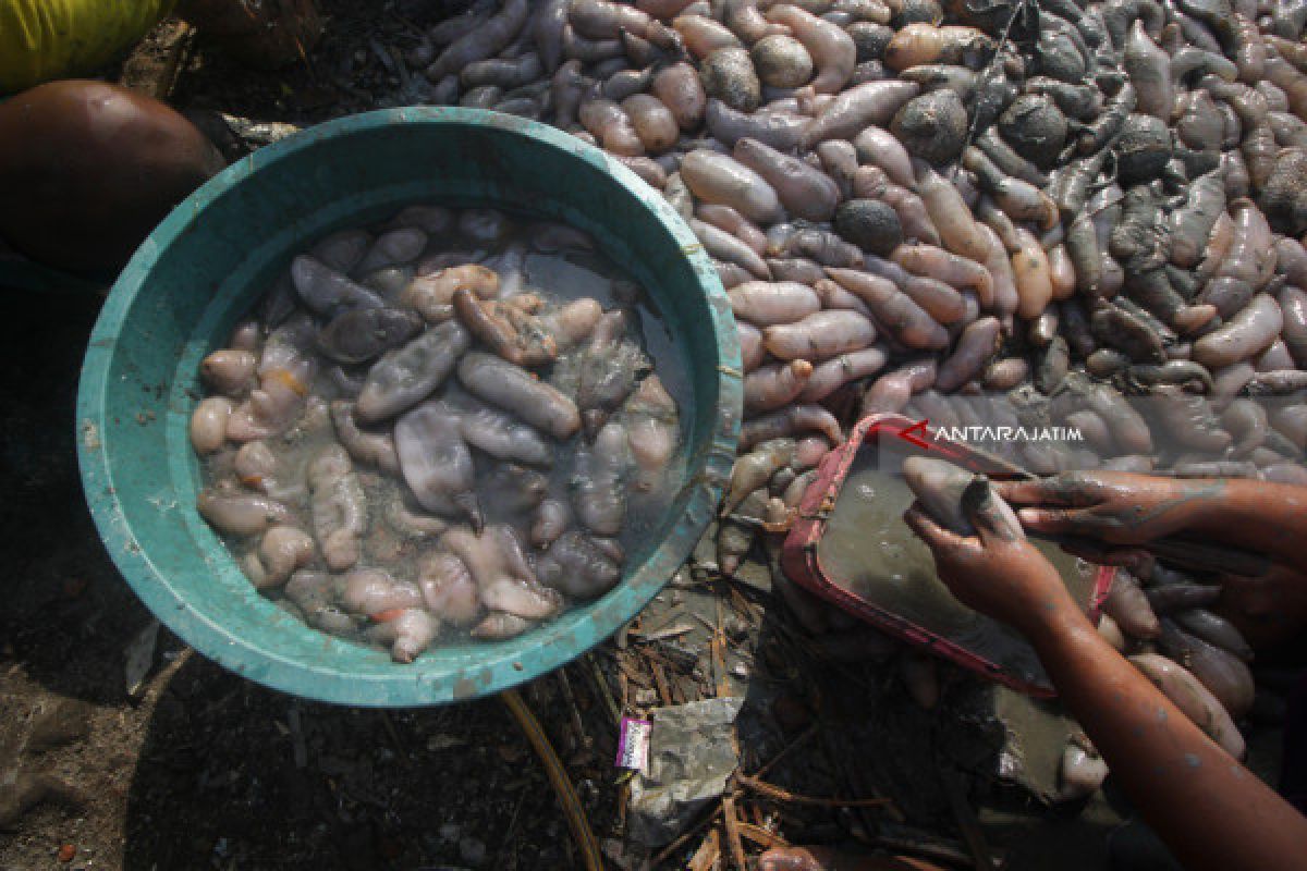 Warga Tambea minta Antam buat pelatihan penangkaran Teripang