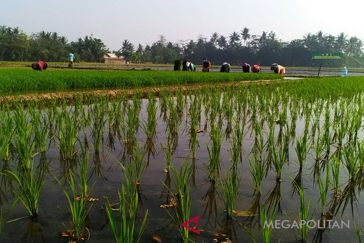 Purwakarta targetkan pengembangan 1.000 hektare sawah organik