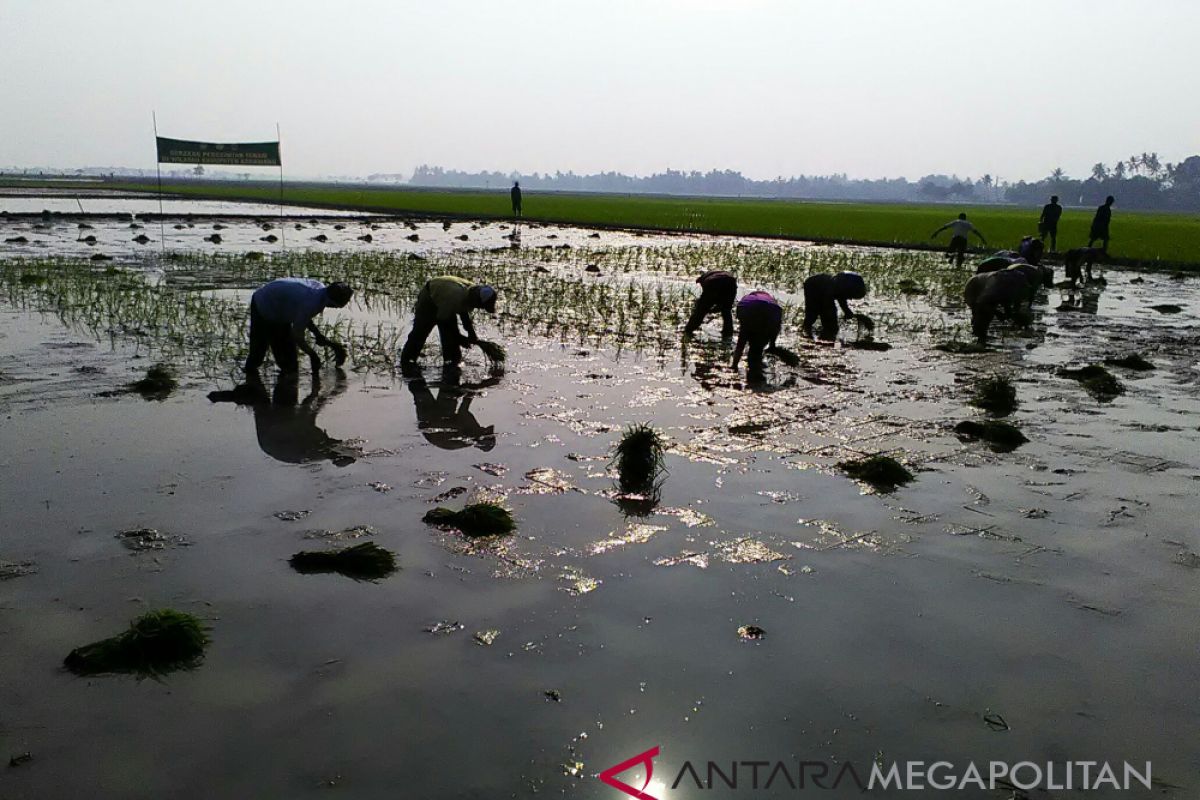 Belasan ribu hektare sawah Karawang terlambat tanam