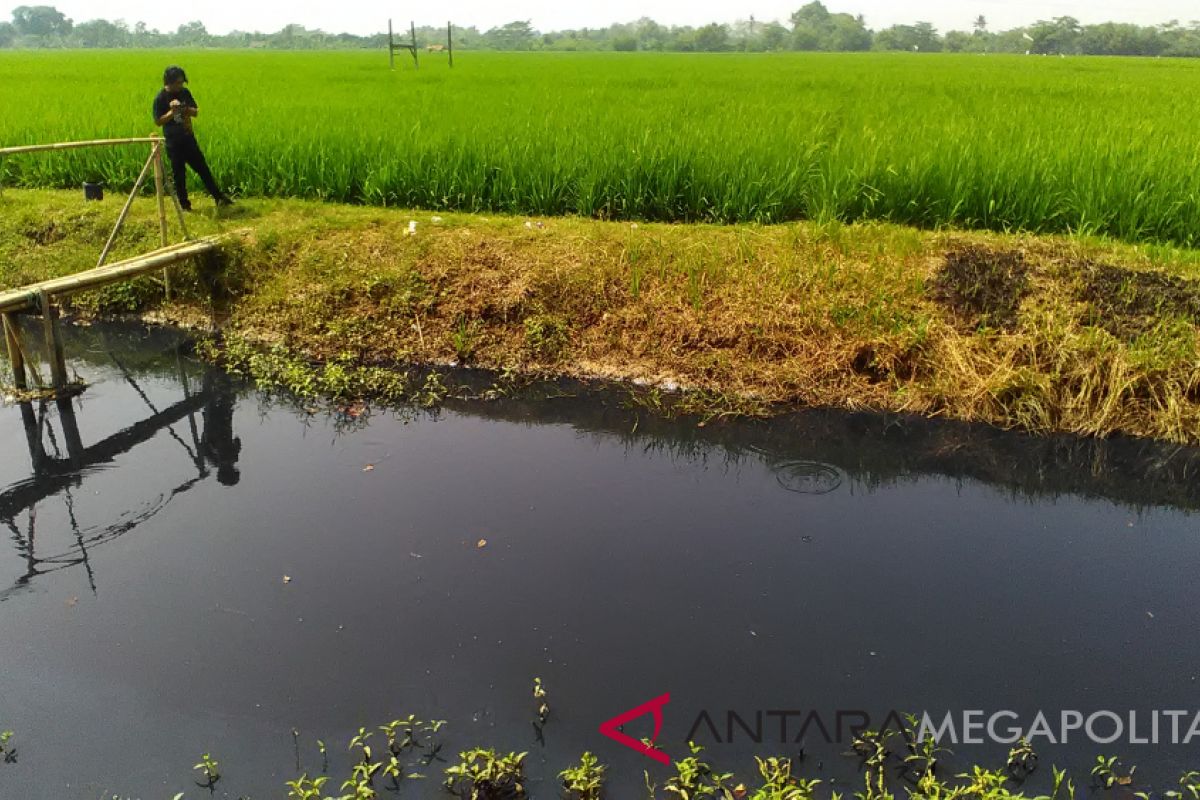 Petani Karawang-Subang gunakan irigasi tercemar limbah