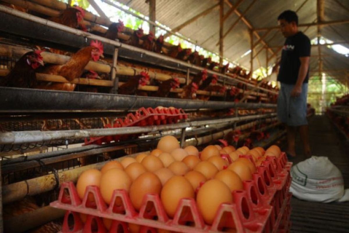 Satgas Pangan Jambi cek harga ayam