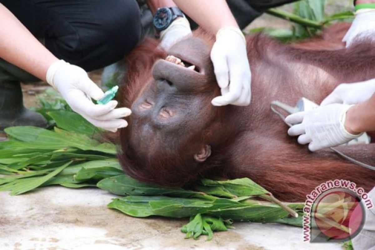 Bangkai orangutan penuh luka mengapung di kanal